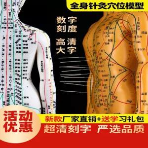 혈자리 인형 한의학？근골격 모형 침술 교육 훈련용 57cm 여성 인체 해부학 경혈 모형