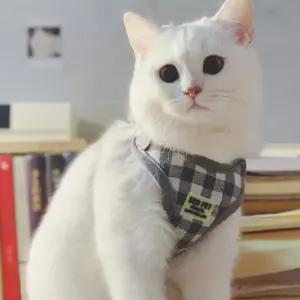 백파이프 초보자 풀세트 배우기 연주 취미 교육 악기