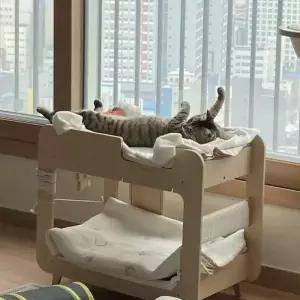 고양이2층침대 강아지 베드 애완 쇼파 계단 원목 캣