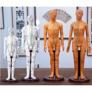 혈자리 인형 한의학 뼈모형 소원템 준비 발모형