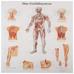 3B Scientific VR3353L 광택 자외선 저항 적층 종이 엘 시스테마 혈관 해부학적 (혈관계 해부도 스페인어)