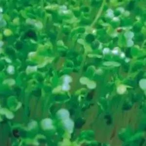 씨 새싹전용 새싹 브로콜리 야채 채소 종자 씨앗 30g