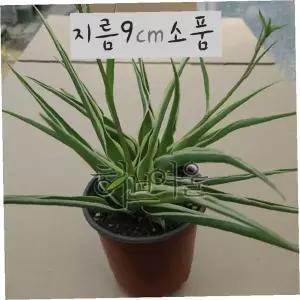 나비난 오션 모기퇴치 공기정화 식물 9cm 화분 실내 관엽 인테리어 소품 초보자