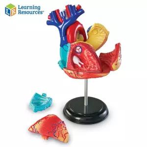 심장 러닝리소스 해부모형 인체 LER3334