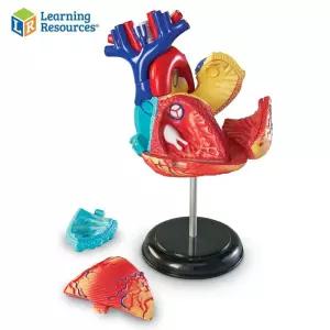 러닝리소스 인체 해부모형 심장 LER3334
