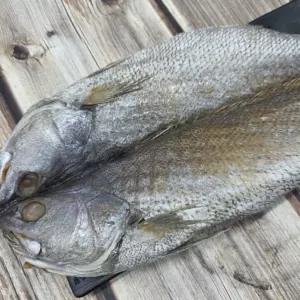 국내산 반건조 민어 특대 4미 [AJA7551]