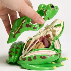 초등학교 자연관찰 개구리 해부 모형 과학키트 키트준비물 기초과학