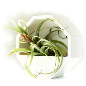 벽걸이용 화분 2개와 테이블 모던 디자인 기하학적 식물 홀더 수직 정원 테라리움 다육식물 틸란드시아 공기 선인장 및 인공 흰색 2개