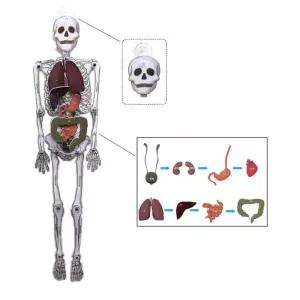 초등 과학의날 행사용 60cm 뼈와 장기 인체모형만들기 방학숙제 융합사고 과탐