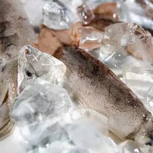 두툼한 생물 오징어 간편한 손질 통영 자연산 6-10미 1kg