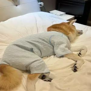 대형견옷 털빠짐방지 티셔츠 올인원 골든리트리버 개 중형견 반려견 큰옷 빅사이즈 큰 강아지옷