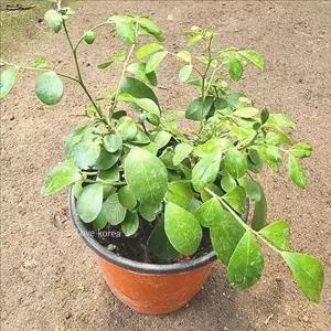 반려 오렌지 자스민 화분 선물 오렌지 자스민 키우기 실내 공기