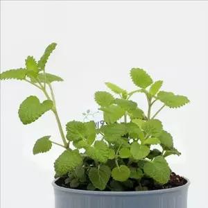 [알티피아]간편 레몬 밤 키우기 세트 반려 레몬 밤 식물 키트