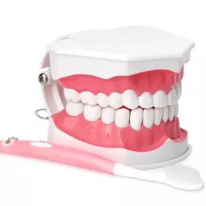 어린이 양치교육 빅사이즈 치아모형 칫솔질공부 키카 학교