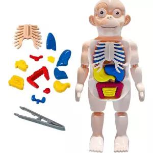 어린이 인체공부 장기모형 마네킹퍼즐 간편설명 영재반