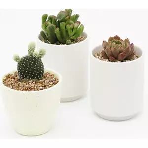 미니 반려 키트 다육이 다육 키우기 세트 도자기 화분 식물 집에서 플랜 쉬운 테리어