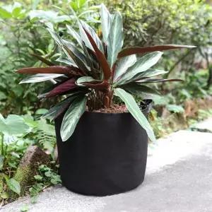 [콩심팥심]가드닝 부직포 화분 2p세트 30x25cm 감자 상추화분 실