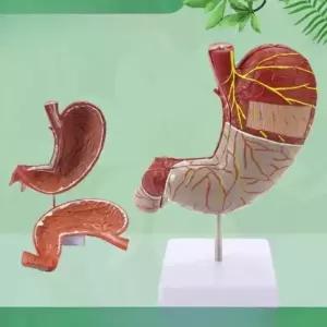 1.5배 위장 모형 내과 해부학 장기 교육용 소화기관 교육