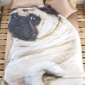 불독 여름 시바견 이불 에어컨 아래 낮잠 솔솔