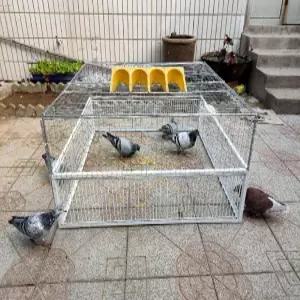 비둘기 조류 야생동물 구조 포획 새장 퇴치기 퇴치망 트랩 덫 케이지