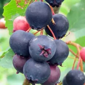 준베리나무 (발레리나) 묘목 모종 삽목2년 포트1개