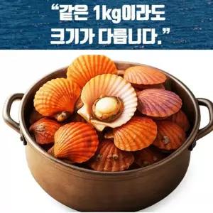 국내산 홍가리비 특품 5kg 75미~100미 내외