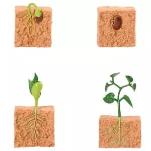 어린이 자연관찰 씨앗 새싹 식물 성장과정 모형 특활활동