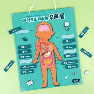 어린이 인체 장기공부 사람모양 자석퍼즐 전신모형 과학실