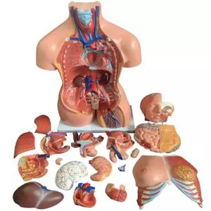 인체 해부학 구조 교육용 모형 몸통 해부 모델 인체모형 장기 실험 뼈