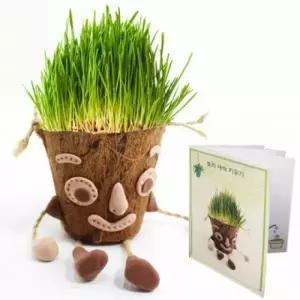 뚝딱 보리 새싹 키우기 코코넛 화분 10인용 만들기 교구 재료