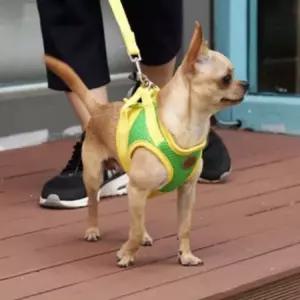 강아지 매쉬 하네스 가슴줄 몸통줄 산책줄 옐로우