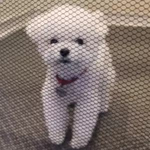 부착식후크 강아지 투명 그물 울타리 소형애견철장 대형견 강아지집 견집 용품 펜스 휀스 견사