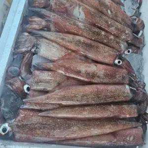 여수 생물 횟감용 한치 1kg 15미 내외 급냉 후 출고