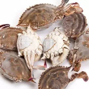 서해 연평도 제철 급냉 알배기 몽당꽃게 2kg - 8~10미