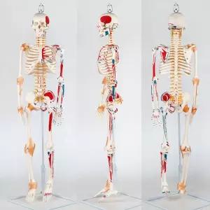 해부학뼈 병원 장식 탈출증 장기 뼈모형 시뮬레이션 교육용 전신 모델 해골