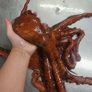 동해안 피 문어 1kg 1마리 동해 참문어 생문어 자숙문어 활피문어 자숙피문어 제사용문어 활문어 삶은문어