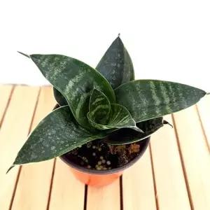 하니 산세베리아 키우기 쉬운 실내 거실 화초 가습 먼