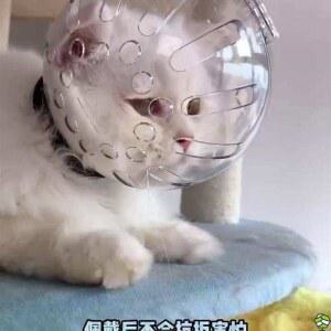 머리 보호 덮개 넥카라 도그 엘리자벳 대형견 보호대 물림 고양이용 물림방지