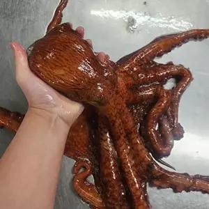 [셀러허브 식품]동해안 피 문어 1kg 1마리 동해 참문어 생문어 자숙문어 활피문어 자숙피문어 제사용문어