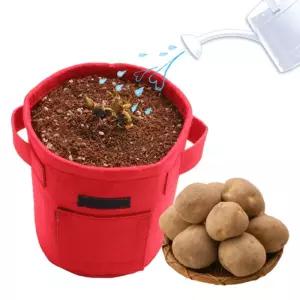 감자 키우기/과학/교구/원예/용품/학습/키트/어린이/초등/학생/학교/교과/과정/탐구/키즈/식물/실내/화분