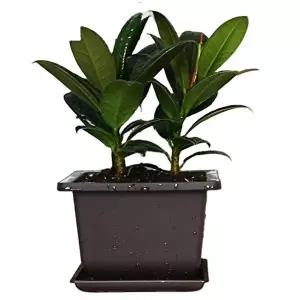 [셀러허브 생활리빙][샐코] 모던심플 다육이 미니사각 다크닉화분 1717트레이