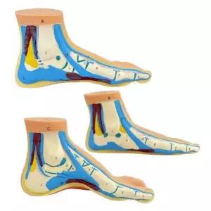 인체모형 뼈 골격 모델 세트 해부학 근육 평생 발