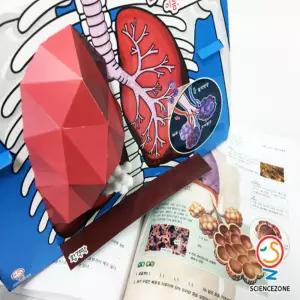 인체이해하기 폐포모형 과학키트 5인세트 체험학습 실험교구 수업준비물 홈스쿨링