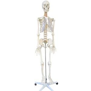 인체 근육 해부 병원용 심장 목근육 실습 구조 인체모형 내부 내장 아킬레스건