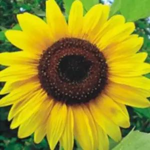 정원 야생화 꽃씨 종자 해바라기 품종 씨앗 500립