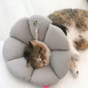 강아지 고양이 목보호대 쿠션 애견 넥카라 베이지 XL