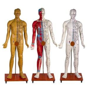 침술 인형 혈자리 178CM 침술교구 인체 동인 교육용 과학실 모형