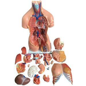 인체 해부 모형 모델 몸통 장기 교육용 실험 3D 구조 뼈 45cm 해부학