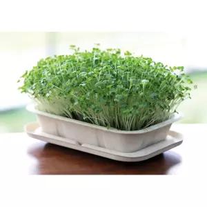 유치원 식목일 집에서 식물기르기 DIY 패키지 식물관찰 다채 새싹키우기5개