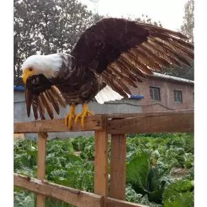 가짜 독수리 모형 인형 비둘기 조형 가짜새 매 조류